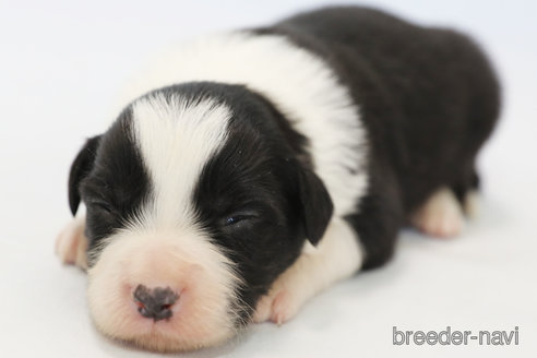 成約済の神奈川県のボーダーコリー-359941の9枚目